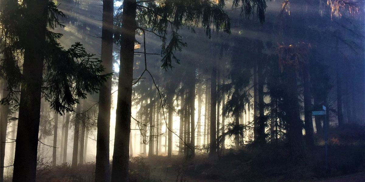 Leiseler Wald©Bastian Jäger
